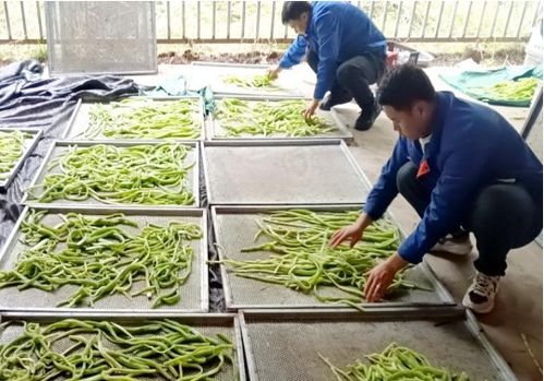 臨夏執稅之筆，奮力書寫富農豐收卷——農業種植技術開發賦能鄉村振興