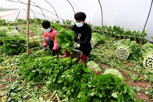 河北永清 科技賦能蔬菜種植，擘畫農戶增收致富新圖景