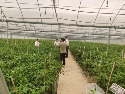 江華人大深入一線開展蔬菜產業發展專題調研，助力農業種植技術開發與產業升級
